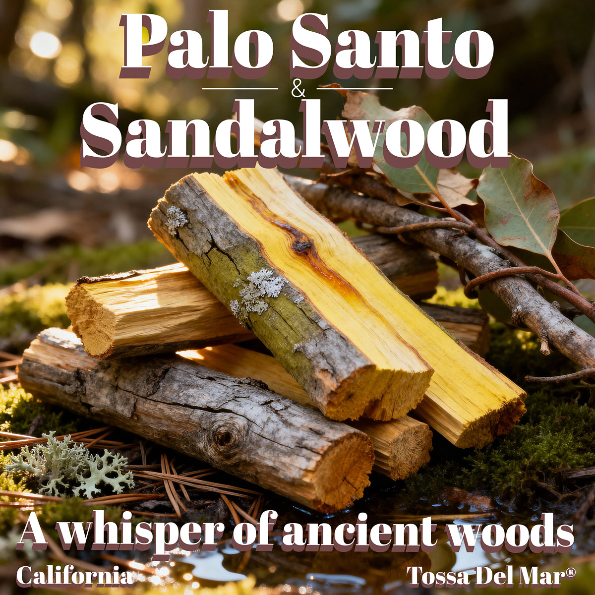 PALO SANTO & SANDALWOOD Coconut Soy Candle – Warmth for the Soul